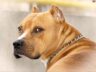 zc36804