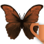ctzbu